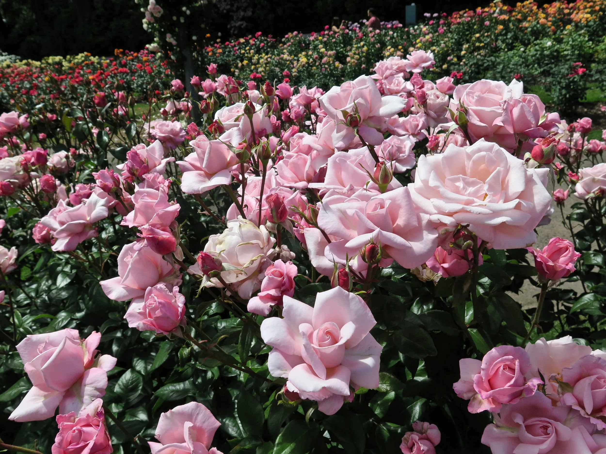 New Zealand — Select Roses